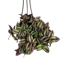 Load image into Gallery viewer, Tradescantia, 6.5in HB, Zebrina Red Silver
