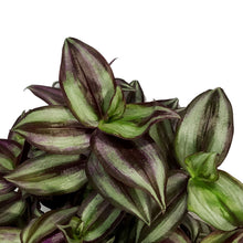 Load image into Gallery viewer, Tradescantia, 6.5in HB, Zebrina Red Silver