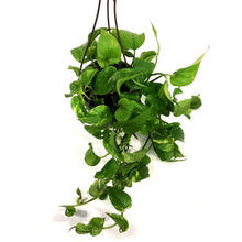 Load image into Gallery viewer, Pothos, 6.5in Hanging Basket, Hawaiian