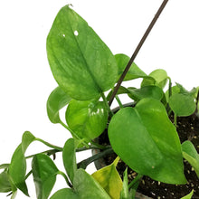 Load image into Gallery viewer, Pothos, 6.5in Hanging Basket, Jade Green