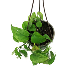 Load image into Gallery viewer, Pothos, 6.5in Hanging Basket, Jade Green
