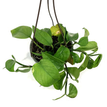 Load image into Gallery viewer, Pothos, 6.5in Hanging Basket, Golden