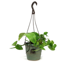 Load image into Gallery viewer, Pothos, 6.5in Hanging Basket, Golden