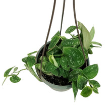 Load image into Gallery viewer, Scindapsus, 6.5in Hanging Basket, Silvery Ann