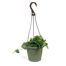 Load image into Gallery viewer, Scindapsus, 6.5in Hanging Basket, Silvery Ann