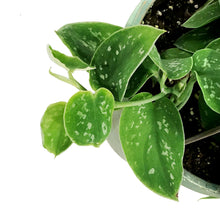 Load image into Gallery viewer, Scindapsus, 6.5in Hanging Basket, Silvery Ann
