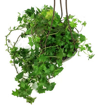 Load image into Gallery viewer, Ivy, 6.5in Hanging Basket, German Green