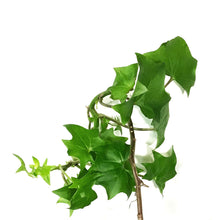 Load image into Gallery viewer, Ivy, 6.5in Hanging Basket, German Green