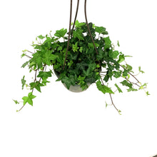 Load image into Gallery viewer, Ivy, 6.5in Hanging Basket, English Ralf