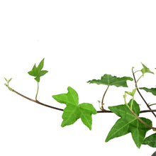 Load image into Gallery viewer, Ivy, 6.5in Hanging Basket, English Ralf