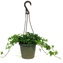 Load image into Gallery viewer, Ivy, 6.5in Hanging Basket, English Ralf