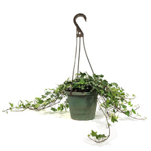 Load image into Gallery viewer, Ivy, 6.5in Hanging Basket, English Eva