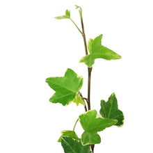 Load image into Gallery viewer, Ivy, 6.5in Hanging Basket, English Eva