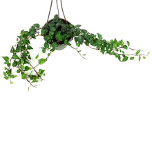 Load image into Gallery viewer, Ivy, 6.5in Hanging Basket, English Teardrop