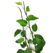 Load image into Gallery viewer, Ivy, 6.5in Hanging Basket, English Teardrop