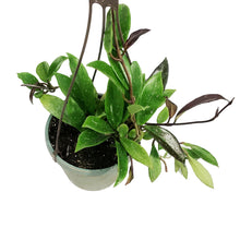 Load image into Gallery viewer, Hoya, 6.5in Hanging Basket, Pubicalyx