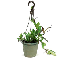 Load image into Gallery viewer, Hoya, 6.5in Hanging Basket, Pubicalyx