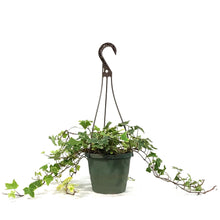 Load image into Gallery viewer, Ivy, 6.5in Hanging Basket, English Goldchild