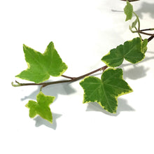 Load image into Gallery viewer, Ivy, 6.5in Hanging Basket, English Goldchild
