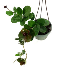 Load image into Gallery viewer, Hoya, 6.5in Hanging Basket, Australis