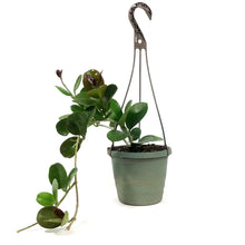 Load image into Gallery viewer, Hoya, 6.5in Hanging Basket, Australis
