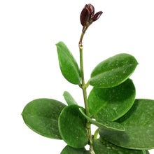 Load image into Gallery viewer, Hoya, 6.5in Hanging Basket, Australis