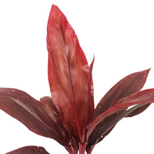 Load image into Gallery viewer, Cordyline, 6in, Auntie Lou