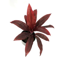 Load image into Gallery viewer, Cordyline, 6in, Auntie Lou