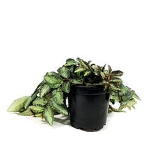 Load image into Gallery viewer, Pellionia, 4in, Trailing Watermelon Begonia