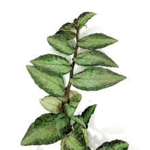 Load image into Gallery viewer, Pellionia, 4in, Trailing Watermelon Begonia