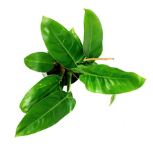 Load image into Gallery viewer, Philodendron, 6in, Imperial Green