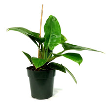 Load image into Gallery viewer, Philodendron, 6in, Imperial Green