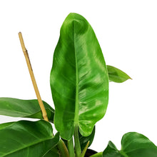 Load image into Gallery viewer, Philodendron, 6in, Imperial Green