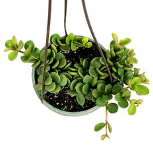 Load image into Gallery viewer, Peperomia, 6.5in Hanging Basket, Hope