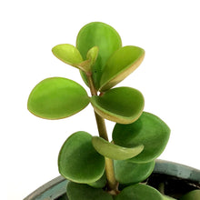Load image into Gallery viewer, Peperomia, 6.5in Hanging Basket, Hope
