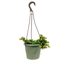 Load image into Gallery viewer, Peperomia, 6.5in Hanging Basket, Hope