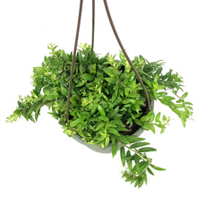 Load image into Gallery viewer, Aeschunanthus, 6.5in Hanging Basket, Lipstick Plan