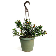 Load image into Gallery viewer, Nemantanthus, 6.5in Hanging Basket, Goldfish Plant