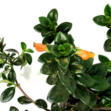 Load image into Gallery viewer, Nemantanthus, 6.5in Hanging Basket, Goldfish Plant