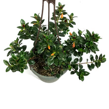 Load image into Gallery viewer, Nemantanthus, 6.5in Hanging Basket, Goldfish Plant