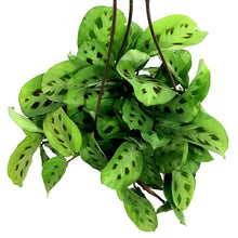 Load image into Gallery viewer, Maranta, 6.5in Hanging Basket, Prayer Plant