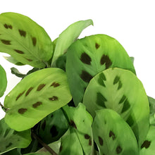 Load image into Gallery viewer, Maranta, 6.5in Hanging Basket, Prayer Plant