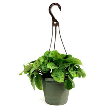 Load image into Gallery viewer, Maranta, 6.5in Hanging Basket, Prayer Plant