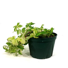 Load image into Gallery viewer, Tradescantia, 6in, White