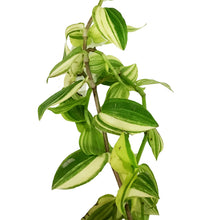Load image into Gallery viewer, Tradescantia, 6in, White
