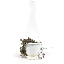 Load image into Gallery viewer, String of Hearts, 4.5in HB, Ceropegia woodii