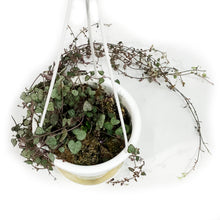Load image into Gallery viewer, String of Hearts, 4.5in HB, Ceropegia woodii