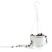 Load image into Gallery viewer, String of Hearts Silver Glory, 4.5in HB