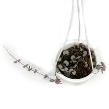 Load image into Gallery viewer, String of Hearts Silver Glory, 4.5in HB