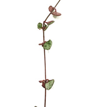 Load image into Gallery viewer, String of Hearts Silver Glory, 4.5in HB